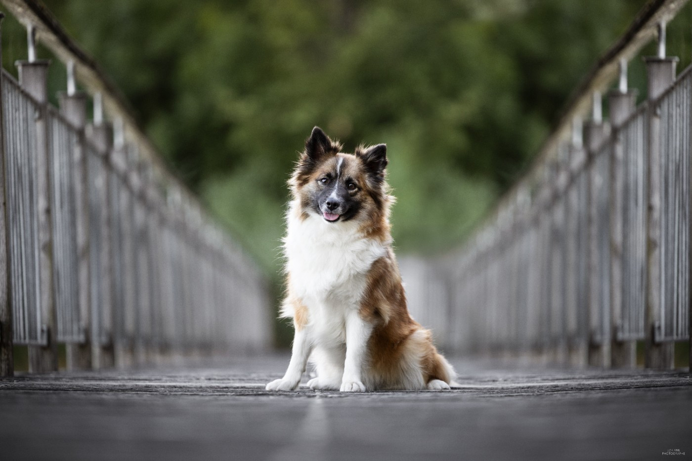 Prochaine portée prévue en été/automne 2026